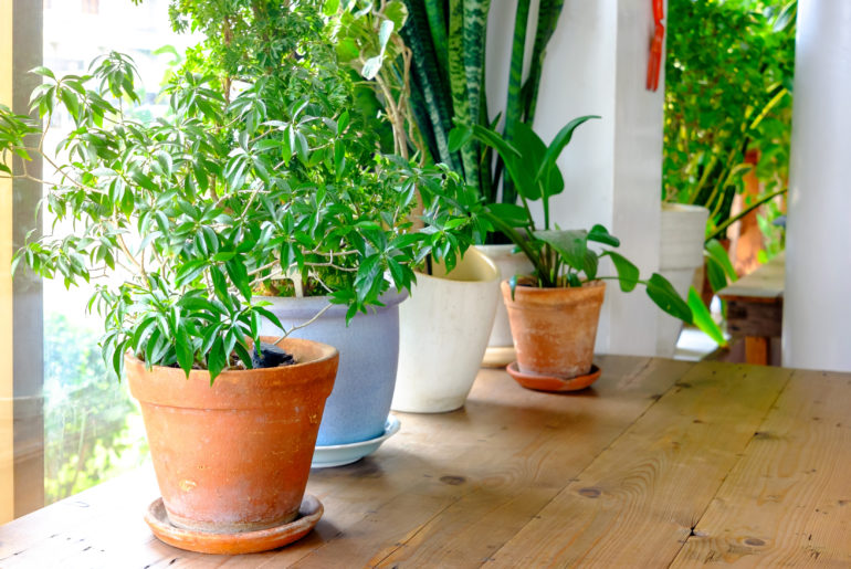 Plant-pot-displayed-in-the-window